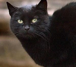 gato blackie - gato shrek